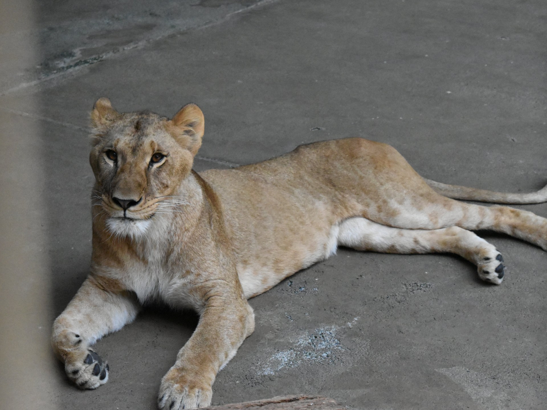 Tiga Singa Betina Meninggal di Kebun Binatang Tokyo Akibat Panas
